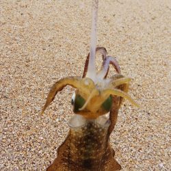 午後からエギング